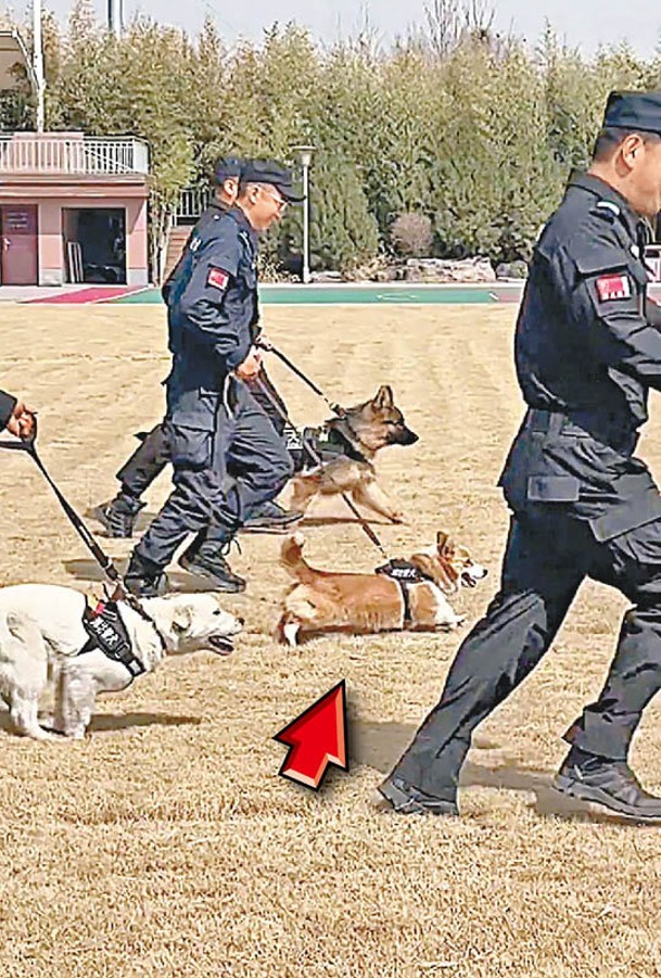 福仔（箭嘴示）不比一般警犬四肢修長和體形矯健。