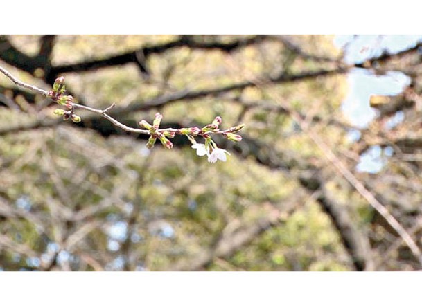 東京都中心地區終開櫻花