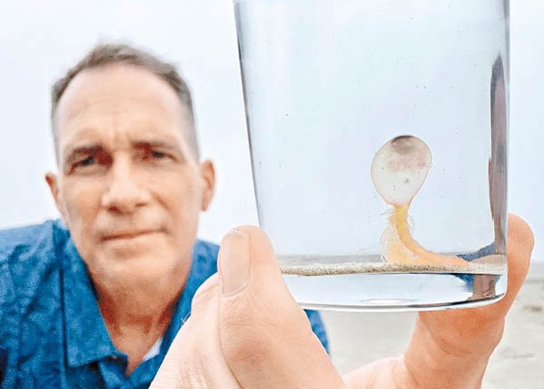 專家呼籲民眾切勿觸碰管水母目生物。