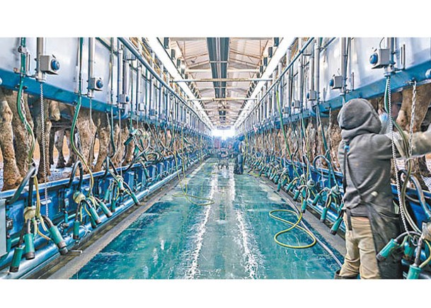德州乳牛工人感染H5N1禽流感。