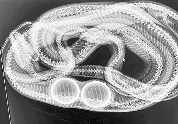 從X光片可見，蟒蛇體內有兩個網球。