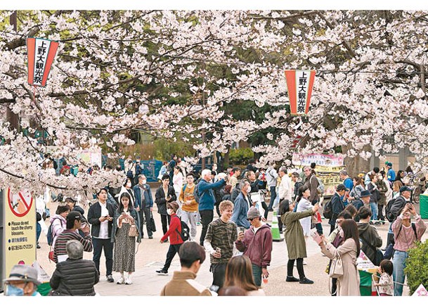 東京：民眾觀看盛放的櫻花。（Getty Images圖片）