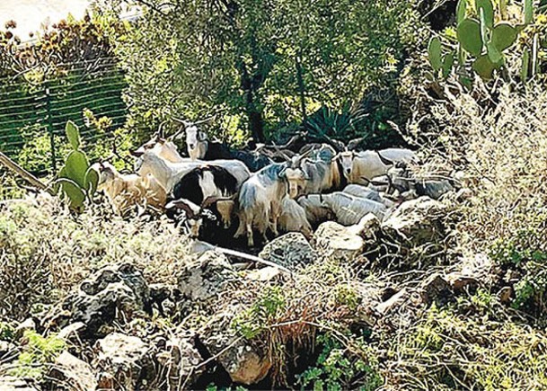 阿利庫迪島的野生山羊數量過多。