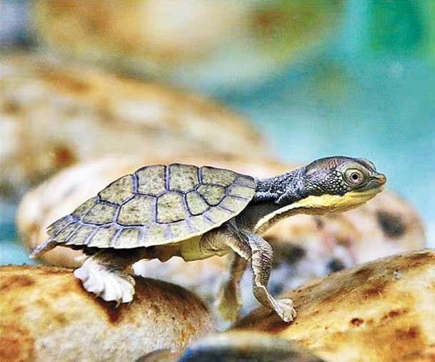 新省獨有的貝林傑癩頸龜多年前感染不明病毒，導致大規模死亡。