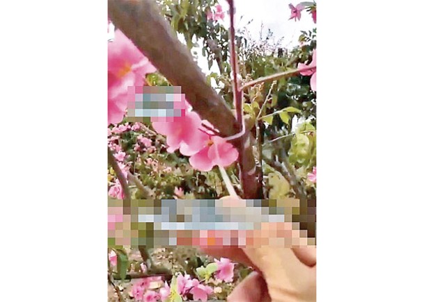 農莊櫻花節掛假花  遊客投訴