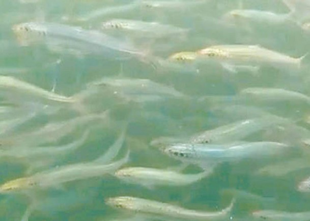 北海道湧現大量沙甸魚屍