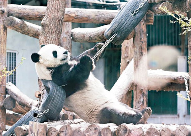 動物園內的大熊貓深受歡迎。
