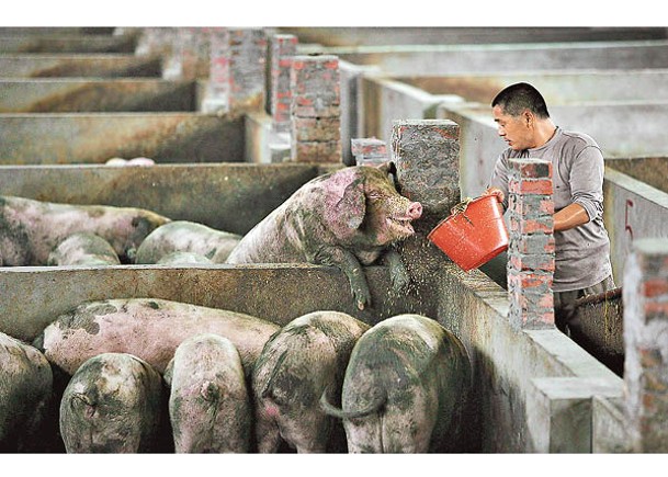 豬場化糞池會釋出毒氣。（Getty Images圖片）