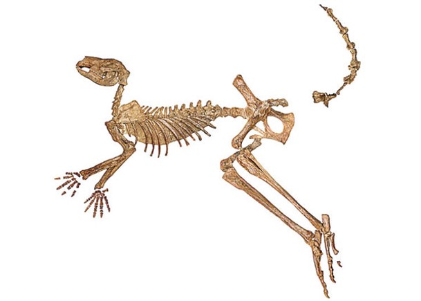 其中一種已滅絕巨型袋鼠近乎完整的骨架化石。