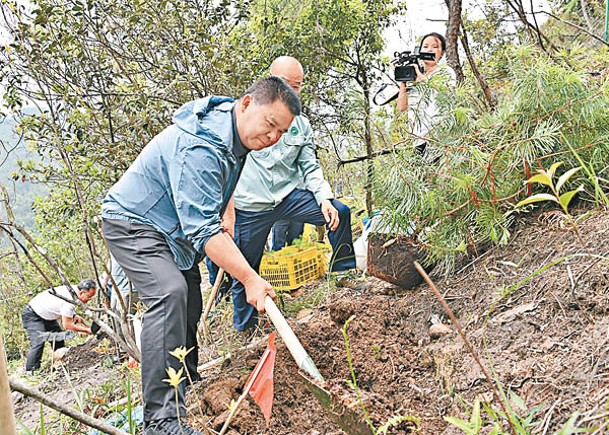 植物界大熊貓  百株銀杉幼苗回歸野外