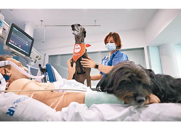 治療犬每周探訪患者兩次。