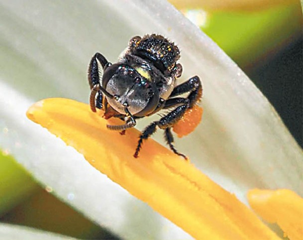 蜜蜂能傳播花粉，對生態系統不可或缺。