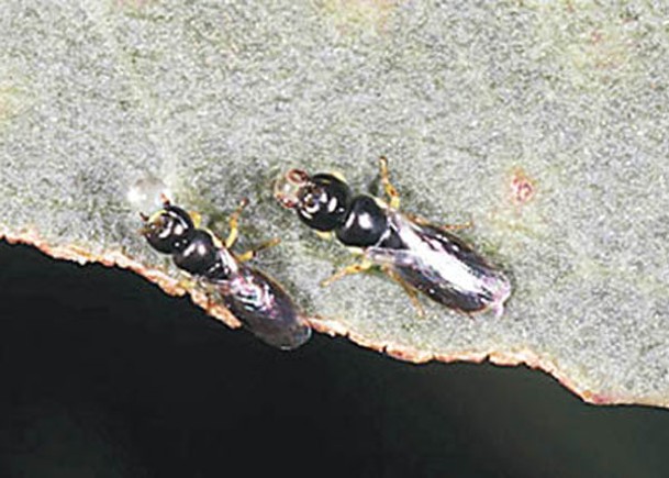 部分澳洲本土蜜蜂與蒼蠅外形相似。