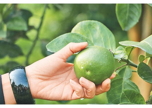中國大陸海關總署將准台灣文旦柚輸入。