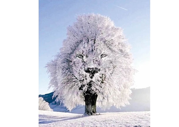 樹木和獅子的圖像融合在一起。