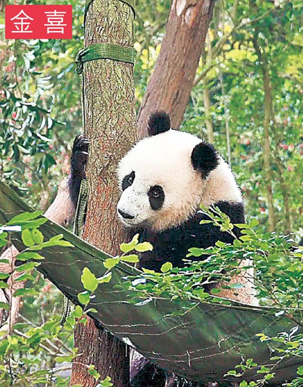 金喜是成都大熊貓繁育研究基地的雄性大熊貓。