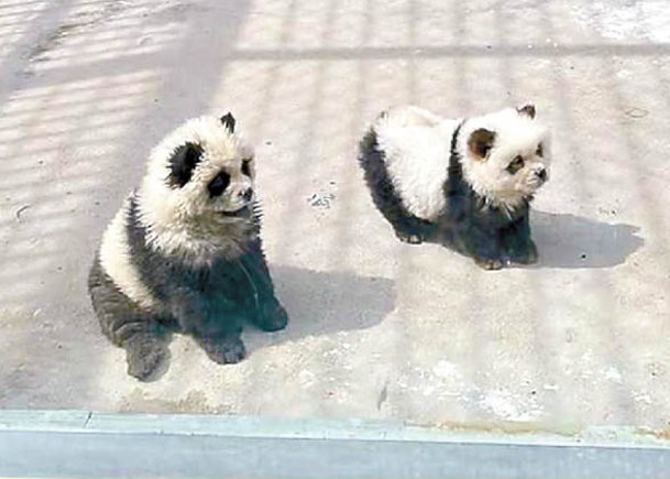 動物園兩犬染色  充大熊貓