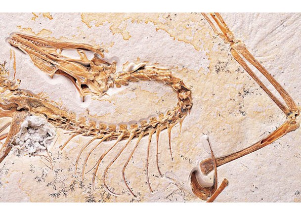 博物館展出完好化石  揭始祖鳥解剖細節