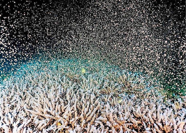 台珊瑚花園產卵期  畫面夢幻