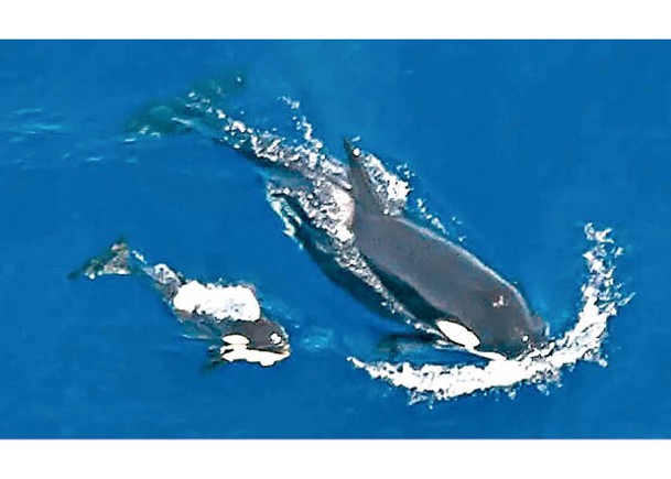 殺人鯨幼崽（左）在海中暢游。