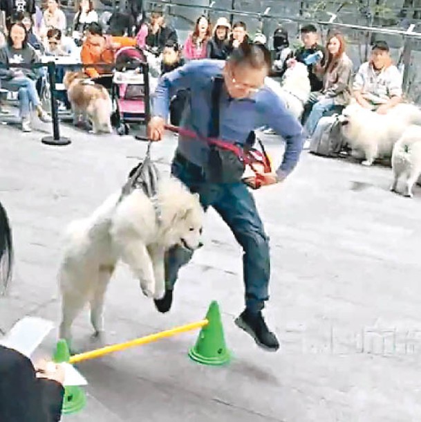 男子帶着薩摩耶犬參賽。