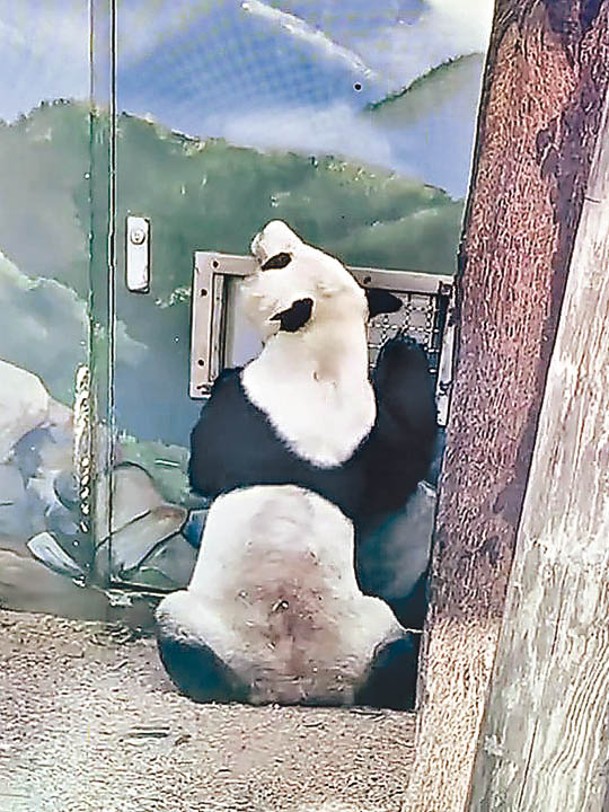 專家指啃咬牆皮屬大熊貓探索環境常見行為。