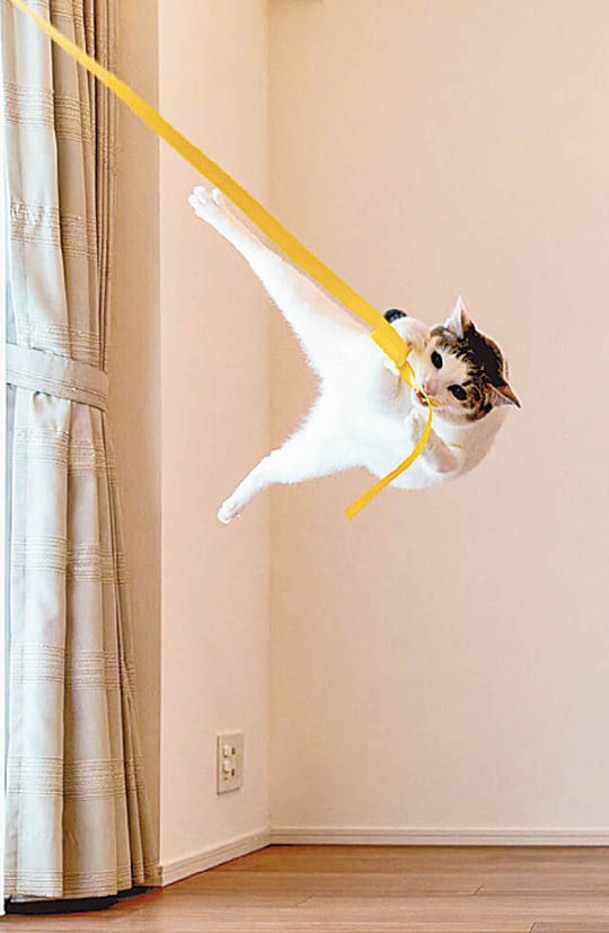 貓咪飛身撲向高掛繩子。