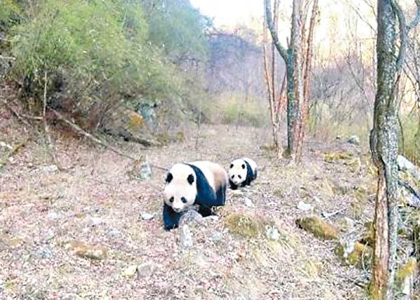 紅外線相機拍下高品質的大熊貓母子同框影片。