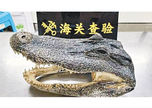 海關查獲一個重逾一公斤的疑似乾鱷魚頭。