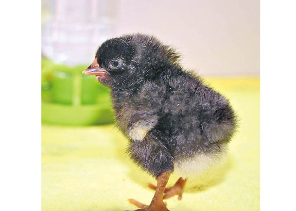 研究團隊成功孵化出一隻橫斑洛克黑羽雛雞。