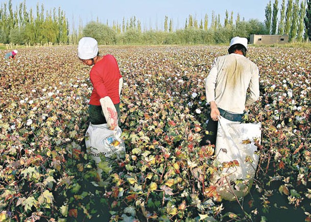 美國指控新疆棉花種植涉及強迫勞動。