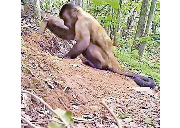 捲尾猴用石頭挖掘方式覓食。