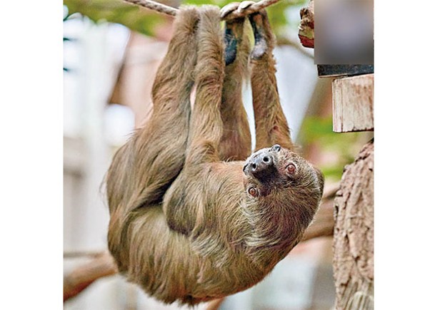 全球最長壽樹懶迎54歲生日