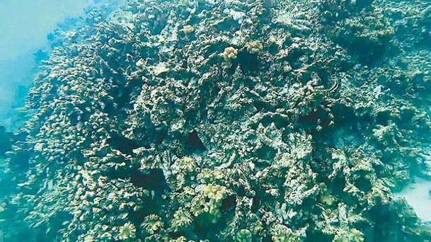 黃岩島有豐富的海洋資源。