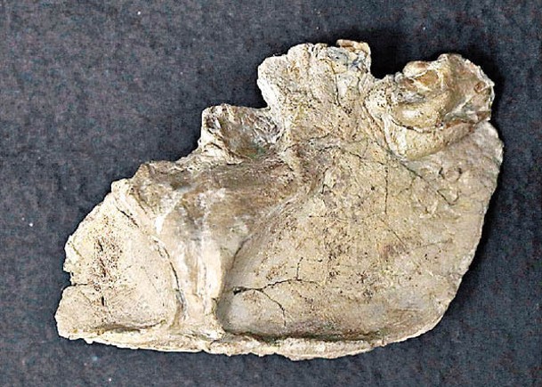 群馬縣出土的化石具有更原始的特徵。