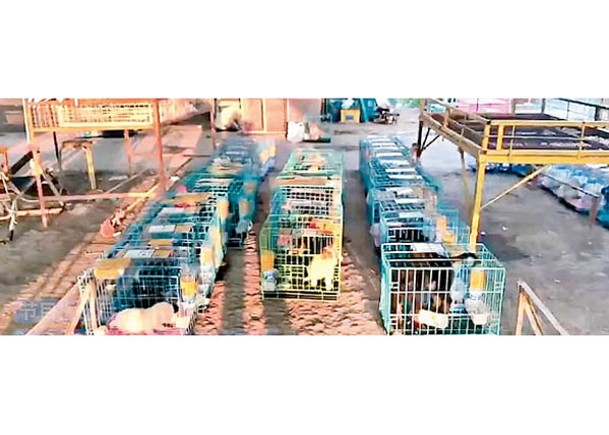 江蘇寵物市場  運送動物涉虐待