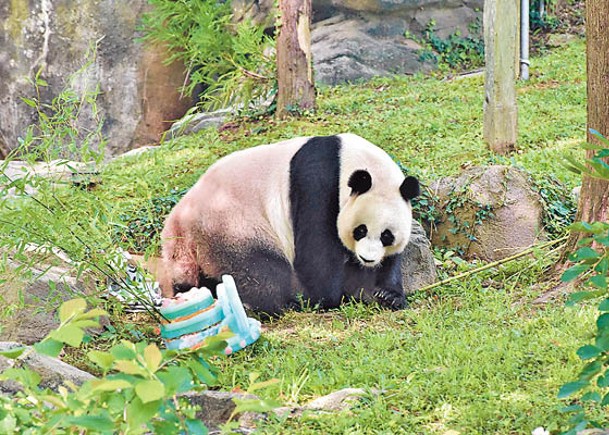 大熊貓國際合作 華否認黑實驗