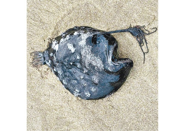 民眾首次在俄勒岡州海岸發現鞭冠鮟鱇魚屍體。