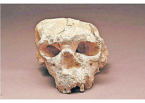 考古人員往年在湖北學堂梁子遺址發掘鄖縣人2號頭骨。