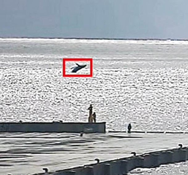 定點攝像頭拍到座頭鯨（紅框示）出沒的示範畫面。