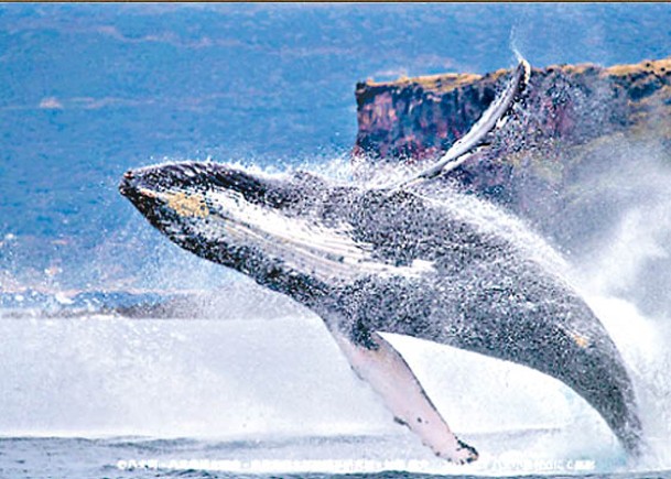 不少遊客喜愛到八丈島觀賞座頭鯨。