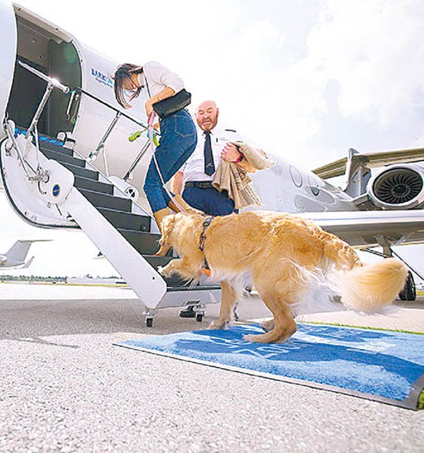 狗狗大步邁上專屬航班。