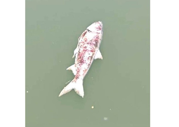 滁河南京段出現死魚。