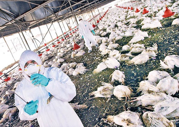 雞場工人是感染高危人群。（Getty Images圖片）