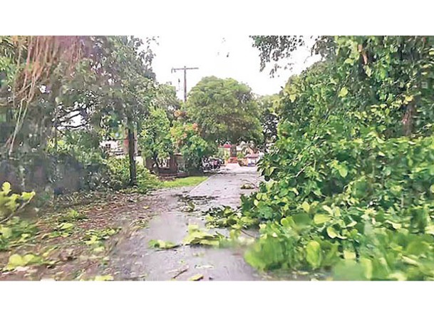 颱風艾雲尼吹襲菲律賓，造成大樹倒塌。