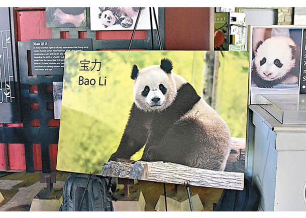 中國兩大熊貓  年內赴華盛頓