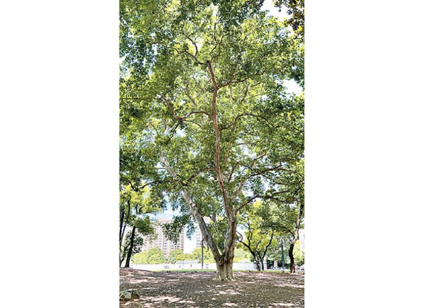 園內一棵懸鈴木樹齡150年。