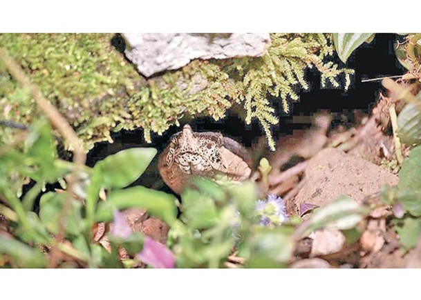 台野生百步蛇孵卵  全球首份紀錄