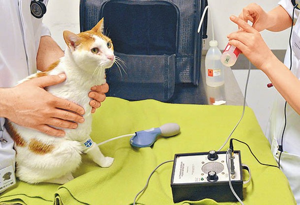 貓咪正接受身體檢查。
