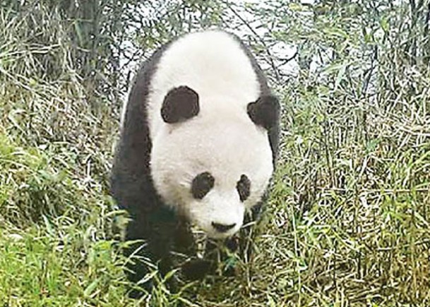 全國大熊貓野外種群總量近年有所增長。